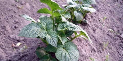 Kada i kako prskati krompir